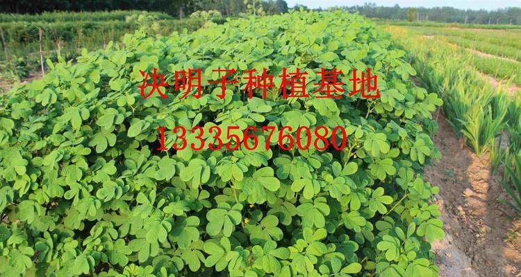 如何科学种植决明子？（了解最佳种植时间和方法，轻松获得丰收）