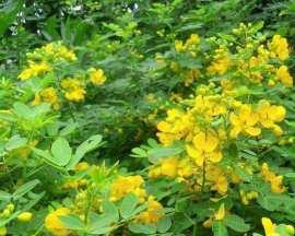 如何科学种植决明子？（了解最佳种植时间和方法，轻松获得丰收）