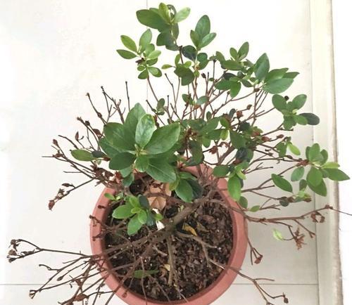 杜鹃花叶子突然蔫了该如何处理（杜鹃花叶子出现蔫的原因分析及治疗方法）