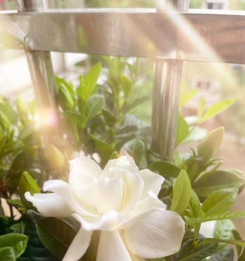 栀子花寓意（探究栀子花的象征意义和文化内涵）