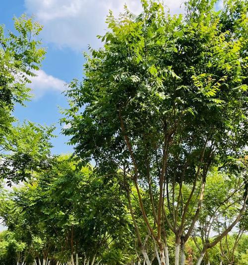 栾树花期多长时间？——探秘栾树的开花规律（从南到北，探访栾树花期之谜）
