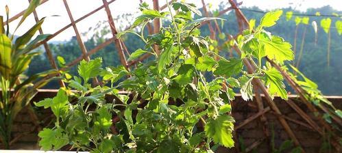 如何修剪已败菊花以保护其生长（菊花修剪技巧，教你正确应对冬季败菊）