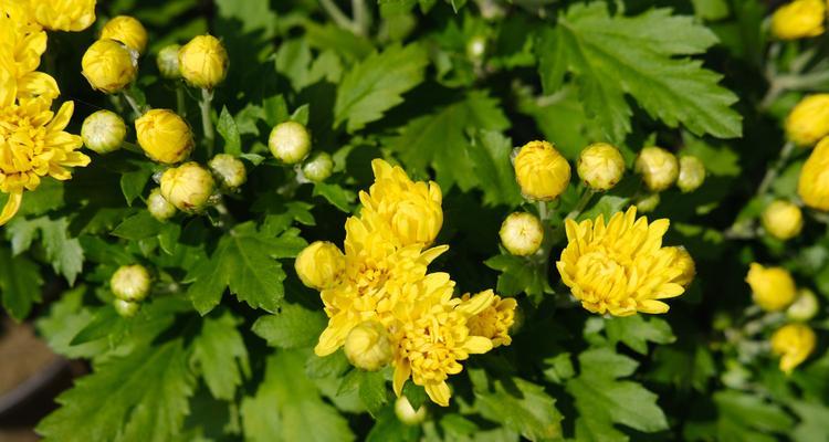 如何修剪已败菊花以保护其生长（菊花修剪技巧，教你正确应对冬季败菊）