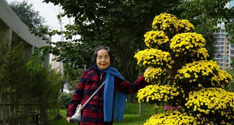 如何修剪已败菊花以保护其生长（菊花修剪技巧，教你正确应对冬季败菊）