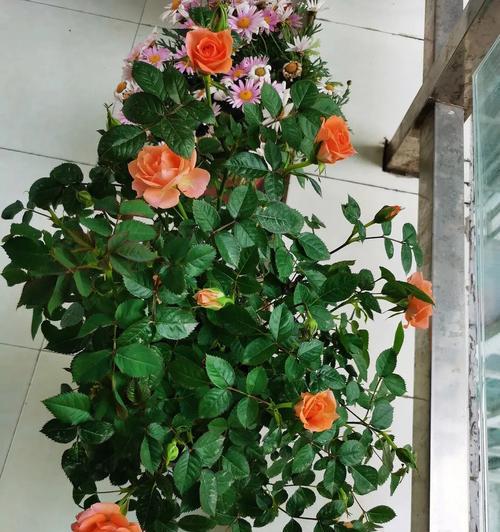 如何成功养殖美丽的月季花（从选种到管理，一本完整的月季养护指南）