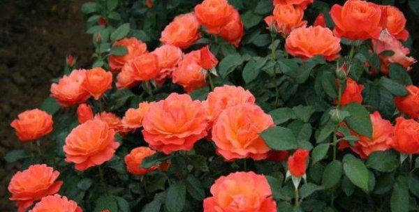 如何成功养殖美丽的月季花（从选种到管理，一本完整的月季养护指南）