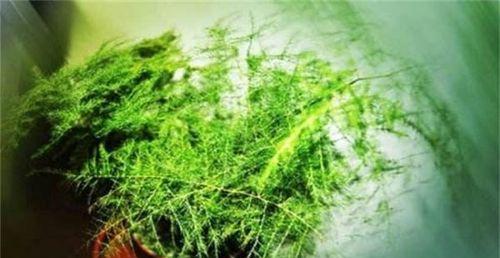 文竹怎么施肥？（养好文竹，从正确的施肥开始！）