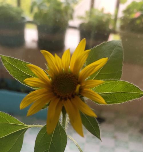 向日葵的开花时间(探究向日葵开花的时间规律及影响因素)