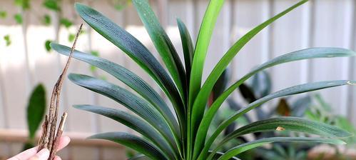 君子兰品种选哪个好养？（打造好看又易养的绿植空间）