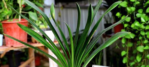 君子兰品种选哪个好养？（打造好看又易养的绿植空间）