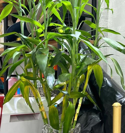 富贵竹叶子发黄原因解析（揭秘富贵竹叶子变黄的八大原因）