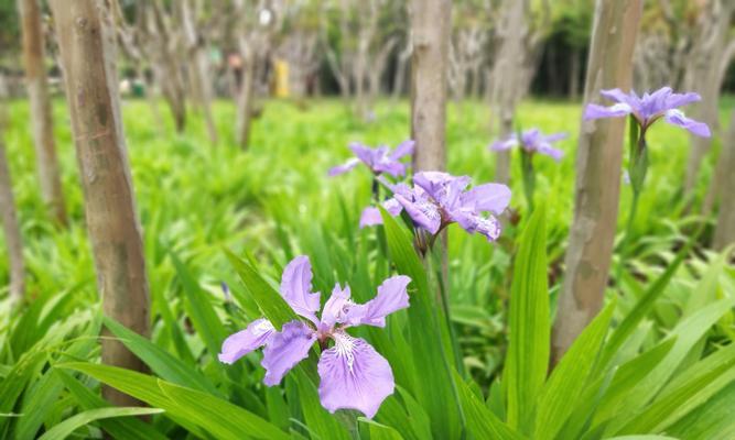 路边绿化花卉之美（探寻路边绿化花卉的魅力与种类）