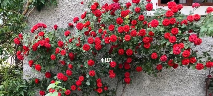 爬藤月季的养殖方法(如何在家中种出美丽的爬藤月季?)