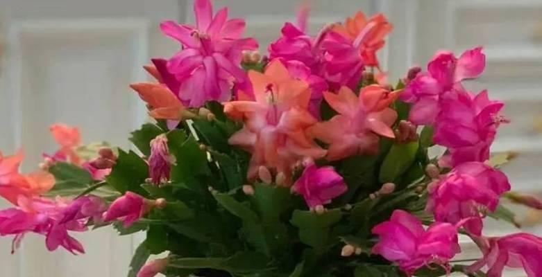 春季家庭养花秘籍（打造别具特色的花园）