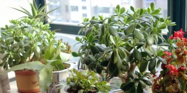 春季家庭养花秘籍（打造别具特色的花园）
