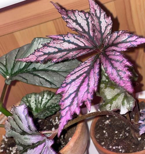 秋海棠叶的寓意和象征（解读秋海棠叶的美丽故事）