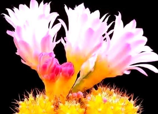 仙人掌花开的启示（从花开领悟人生境界）