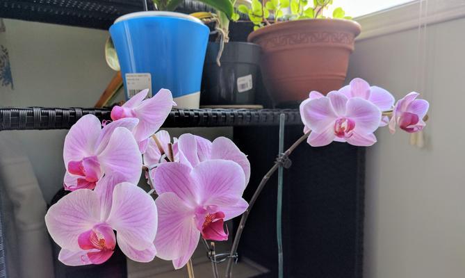 蝴蝶兰夏季养护全攻略（怎样让蝴蝶兰在炎热的夏季健康茁壮？）