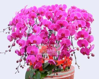 中秋节送花——尊长为先（中秋节送什么花，送什么花给长辈好？）