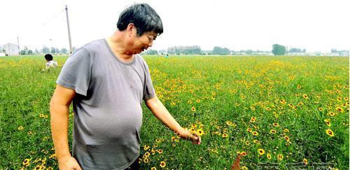 菊花病虫害的防治（保护花海中的“菊王”——菊花病虫害的预防和治疗）