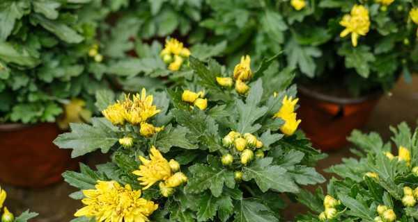 菊花病虫害的防治（保护花海中的“菊王”——菊花病虫害的预防和治疗）