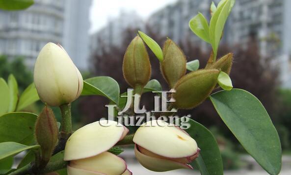 碧玉花的风水寓意——五福临门（揭秘碧玉花在风水学中的秘密，带来好运与幸福）