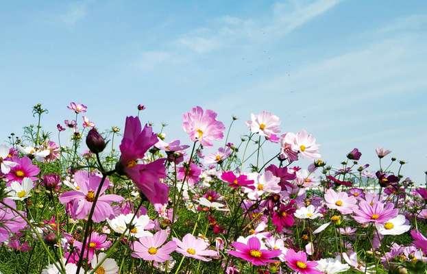 波斯菊的传说（以波斯菊的花语传递真挚的情感）