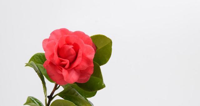 四季茶花的花语与意义（探秘四季茶花的隐含信息，了解每个季节中的美丽意义）