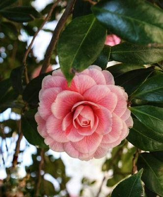 四季茶花的花语与意义（探秘四季茶花的隐含信息，了解每个季节中的美丽意义）
