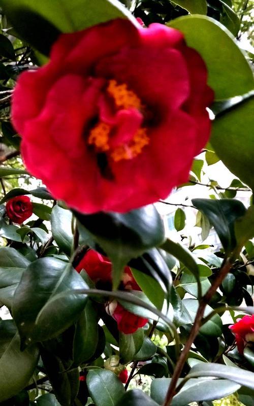 四季茶花的花语与意义（探秘四季茶花的隐含信息，了解每个季节中的美丽意义）