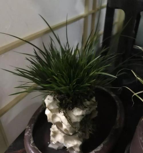 菖蒲花的花语和象征意义（揭开菖蒲花的意义之谜，它代表什么？）