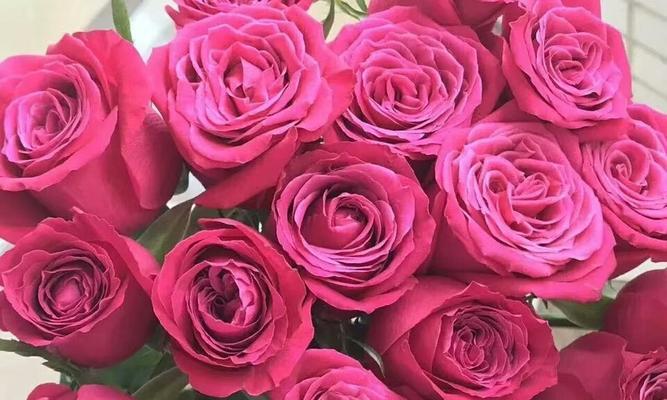 玫瑰花品种花语解读（从情感到祝福，玫瑰花传递的花语大揭秘！）