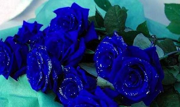 玫瑰花品种花语解读（从情感到祝福，玫瑰花传递的花语大揭秘！）