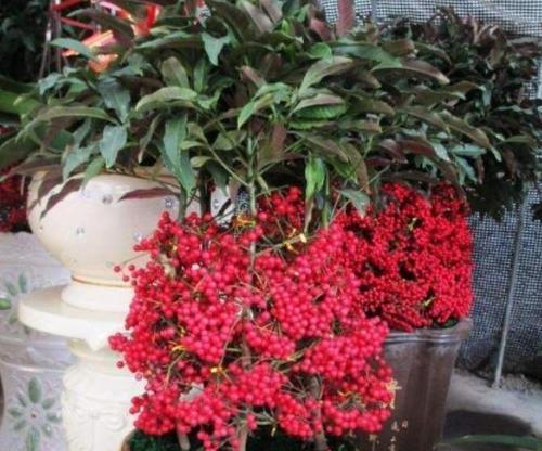 春节花卉的象征与意义(传承千年的春节花卉文化)
