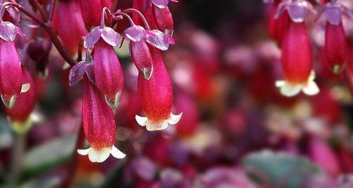 打结花的花语（探寻打结花的深层寓意，感受生命的律动）