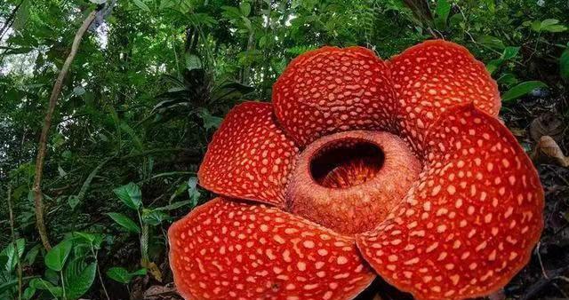 大王花的奇幻故事（一个小女孩和她的神奇花朋友）