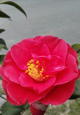 春天花海——缤纷绽放（春天的花朵与美丽）
