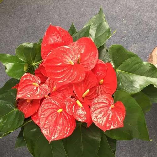 花开一生，爱恋永留（挚爱永恒，花语为证）