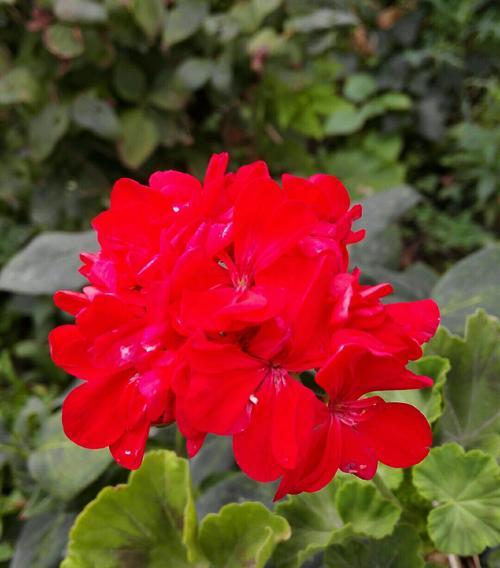 友情之花——以玫瑰为象征的友情（揭示玫瑰花所蕴含的深厚友谊和真挚情感）
