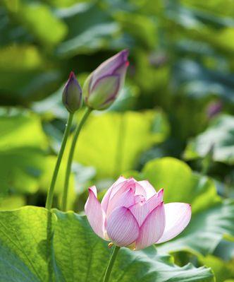 用花来诠释真挚友情（以代表友情的花为主题，为友谊点亮鲜艳之花）