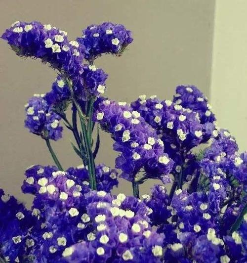友情之花，花开不败（深情似水，绽放情谊）