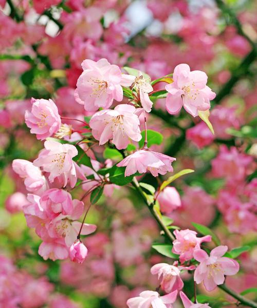 美丽花卉代表友谊之花（传递友谊之意，彰显深情厚谊）