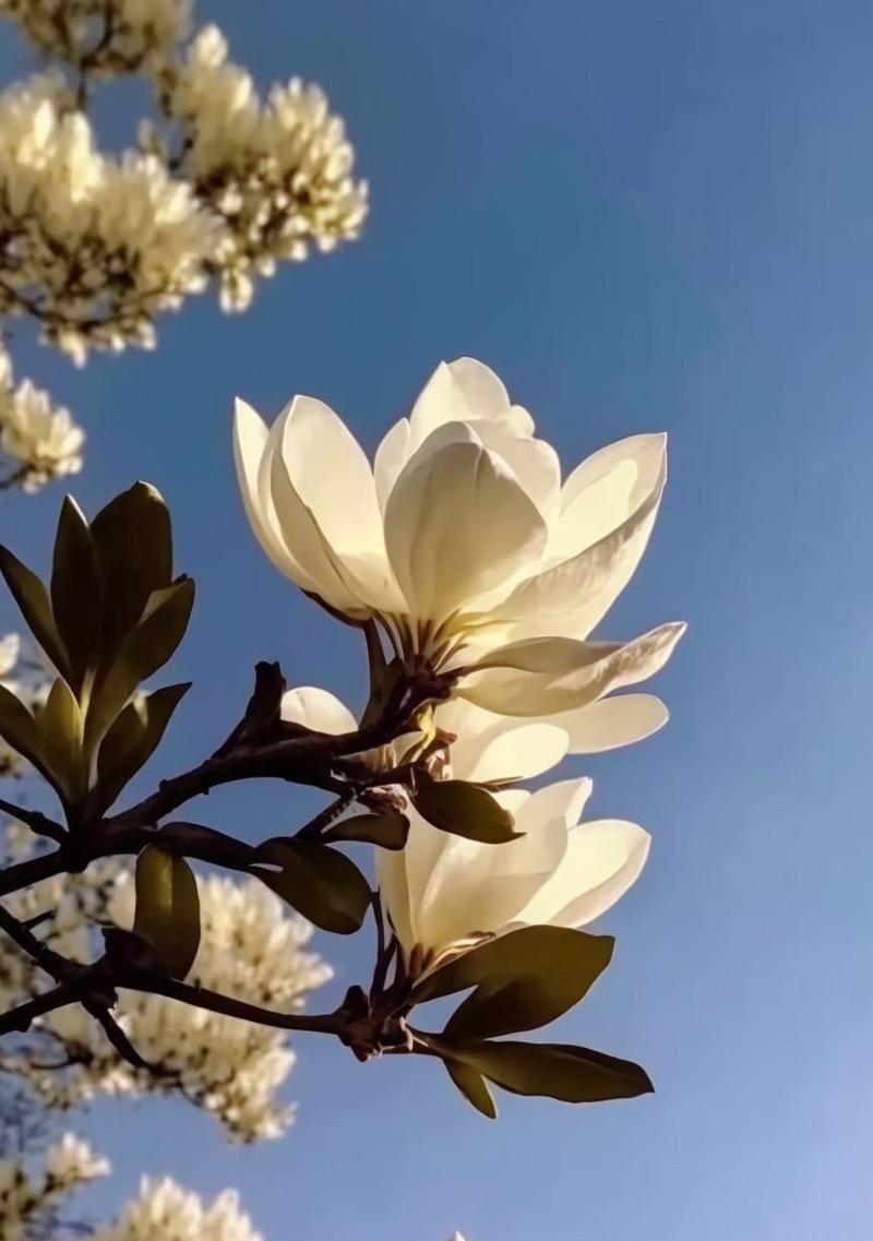友谊长存的花——永恒的见证者（探寻友谊的花海，追寻永久的记忆）