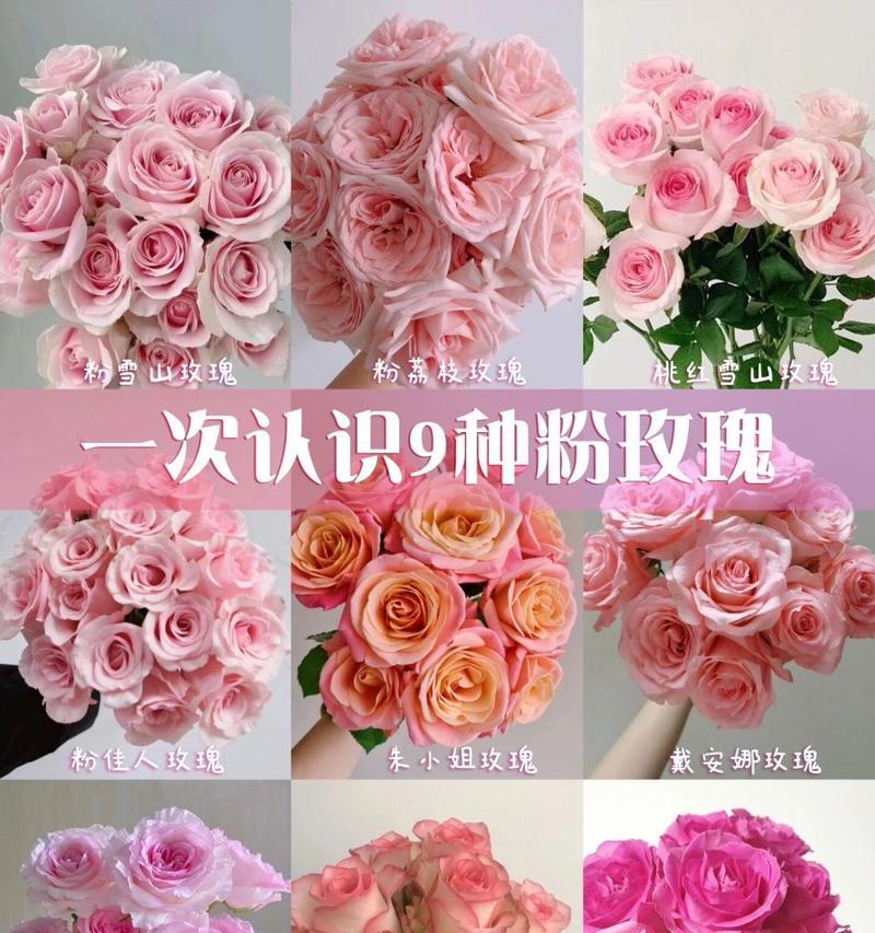 淡粉色玫瑰的花语（传递爱与温柔的花朵）
