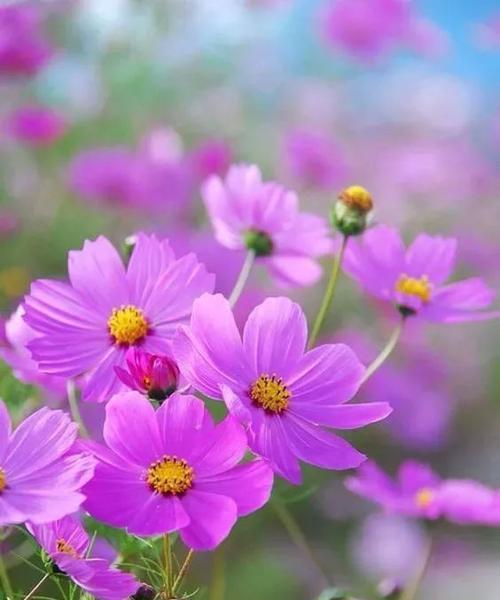 倒挂金钟花的花语与寓意（探秘倒挂金钟花的神秘花语，了解其丰富多彩的寓意）