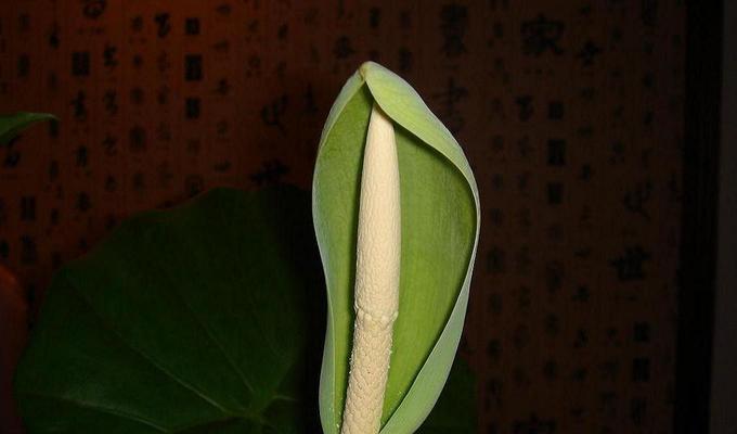 滴水观音（寻找平静、慈悲与智慧的源头）