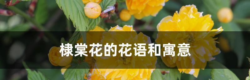 以棣棠花为主题的花语（寓意吉祥美好的以棣棠花语）