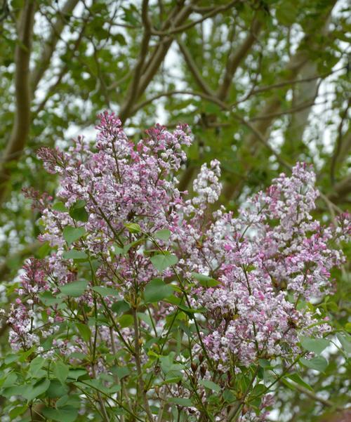 丁香花的代表意义——永恒的爱情（丁香花的花语及寓意）