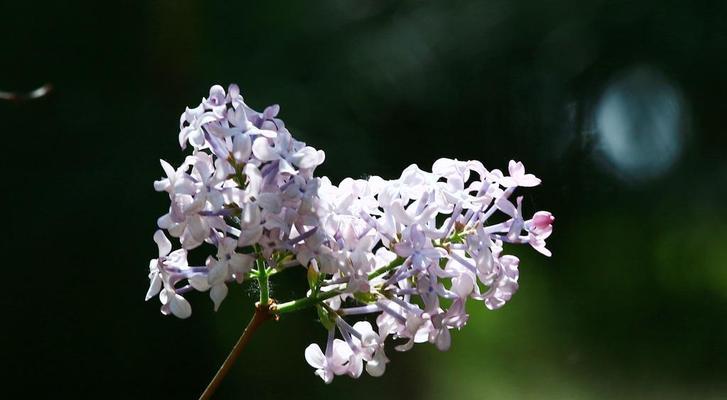 丁香花的代表意义——永恒的爱情（丁香花的花语及寓意）
