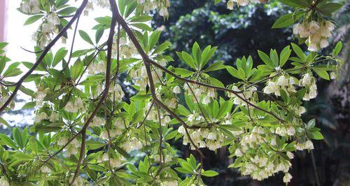 杜英花（祈愿爱情永固，用杜英花书写情感誓言）